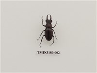 藏品(姬深山鍬形蟲)的圖片